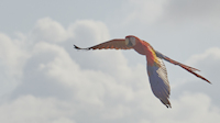 Scarlet macaw over beach - a near constant presence at Iguana Lodge (Osa Peninsula, near Puerto Jimenez)